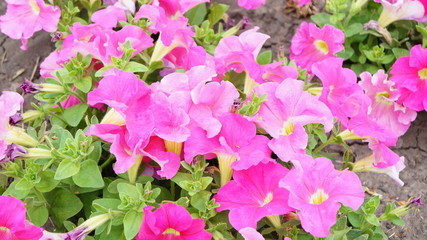 delicate pink flowers of blooming flowers on the ground