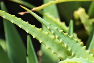 Beautiful aloe vera in the garden