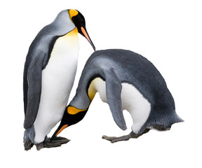 Kingh Penguin Courtship 11