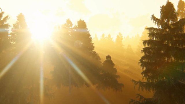 Flight through pine forest at sunrise, 4k