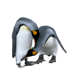 King Penguin Courtship 1