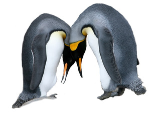 King Penguin Courtship 4