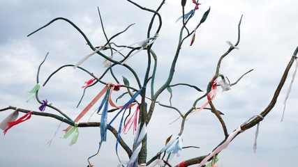 a lot of colored ribbons on the branches of the tree as a symbol of strong bonds after marriage