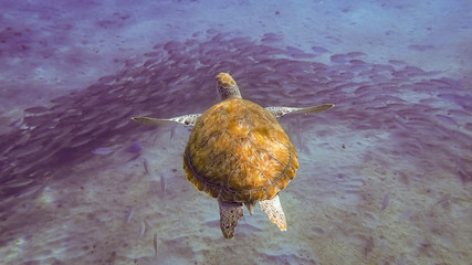 Obraz premium Swimming with turtles Views around the small Caribbean island of Curacao