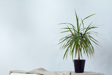 A large dracaena plant in a dark pot stands on natural fabric on white console opposite the white...