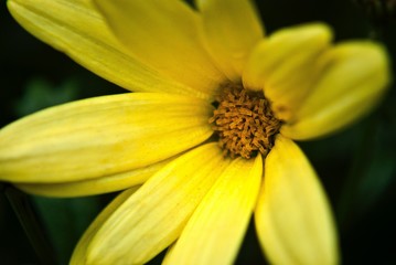 Yellow spring flower during a spring day in Canada, Calgary AB with a some close up detail of polen.