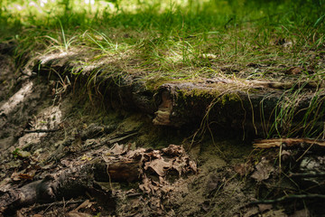 ground with grass in the middle of the forest with tree roots
