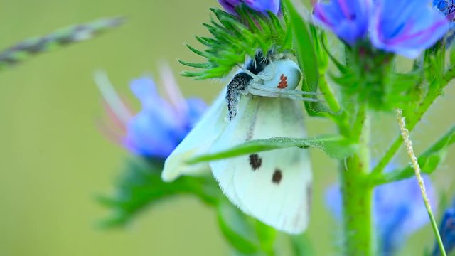 Static close up shot of a female Misumena Vatia eating a Pieris Brassicae, on a Echium Vulgare flower, slightly moving in the wind, with a field in the background
