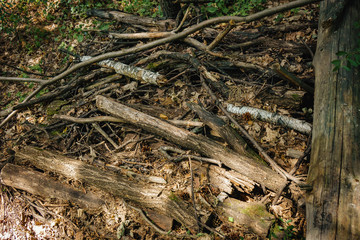 pine firewood lying in a handful in the forest
