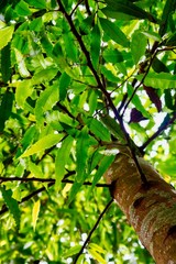 tree canopy when looking from down