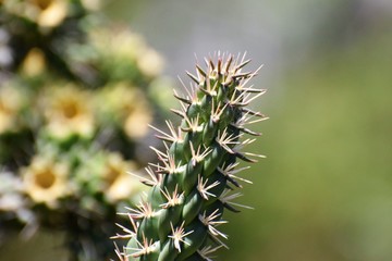 Beautiful cactus in the garden