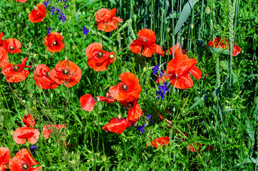 Naklejka premium Red poppies in a field among green wheat. Agricultural theme