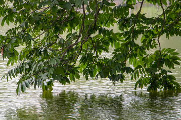 A green leaves on branches hanging over water surface.