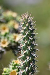 Beautiful cactus in the garden