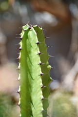 Beautiful cactus in the garden