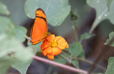 Fototapeta na wymiar orange butterfly on a orange flower, photographed at the zoo of Belo Horizonte, Minas Gerais, Brazil.