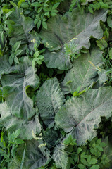 big green leaves of burdock in the road. Green background.