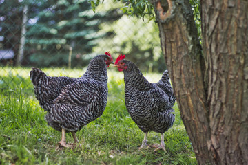 birds_6