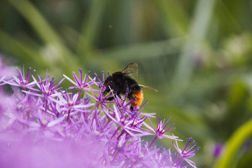 insects_0