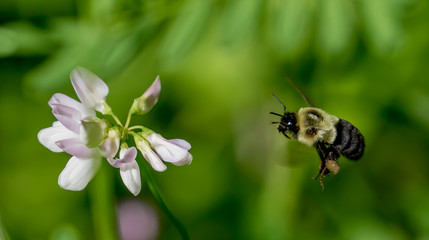bee flying towards flower
