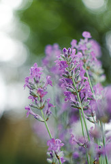 Fototapeta na wymiar Delicate violet flowers of lavender