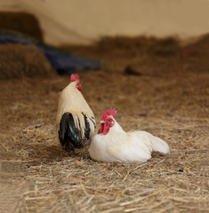Poultry couple
