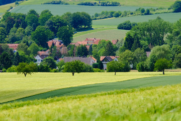 View on the agricultural fields with grain in Germany.