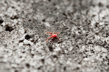 Red mite insect close up on rough co crete wall pattern texture wallpaper