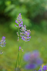 Delicate violet flowers of lavender