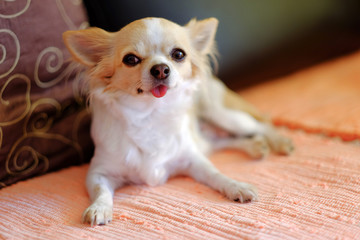 Small Chihuahua dog with a white and beige color and with pink tongue.
