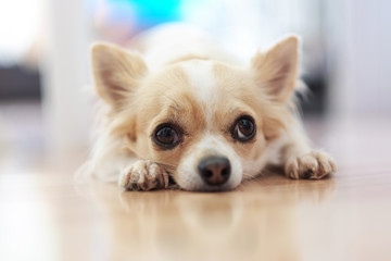Small Chihuahua dog with a white and beige color on the floor. Lonely dog.