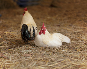 Poultry couple