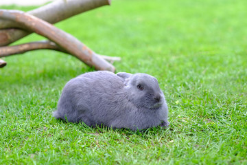 Gray rabbit laying in green grass.