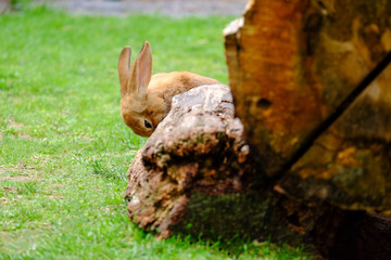 Fluffy beige rabbit in green grass.