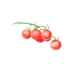 Watercolor red tomato vegetable isolated on white background.  Whole red branch cherry tomato. elements for design, recipe ingredient