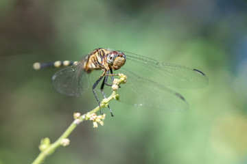 Libellule sur brindille