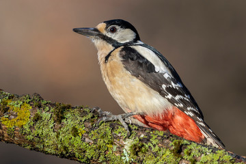 Fototapeta premium Great spotted female woodpecker (Dendrocopos major) on a log