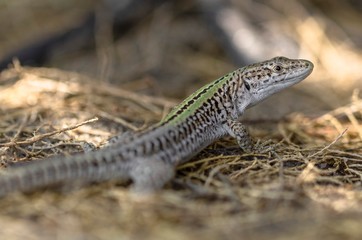 Lizard in the foreground among the shrubs