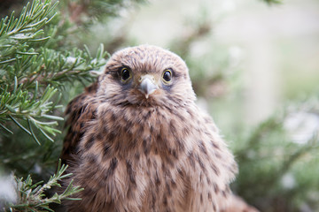Cría de cernícalo común, Falco tinnunculus, nacido libre en el balcón de un edificio , que esta cambiando el plumón por las primeras plumas