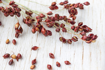 Sprigs of red millet and grains of millet on a white background. Close-up.