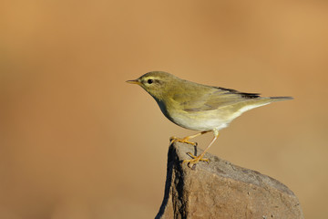 Phylloscopus trochilus, Willow Warbler perched on a branch. Migratory insectivorous bird. Spain. Europe.