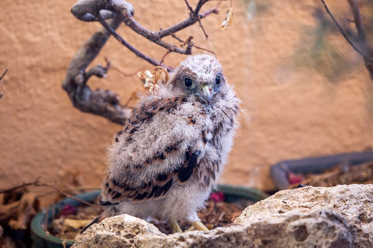 Cr&iacute;a de cern&iacute;calo com&uacute;n, Falco tinnunculus, nacido libre en el balc&oacute;n de un edificio , que esta cambiando el plum&oacute;n por las primeras plumas