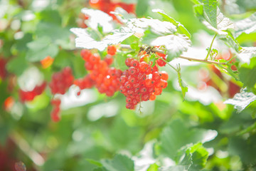 red currant berries on the background of nature bokeh