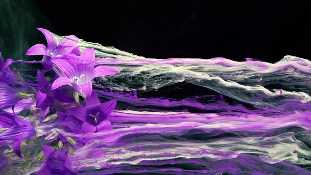 Flowers of a dalmatian bellflower (Campanula portenschlagiana).