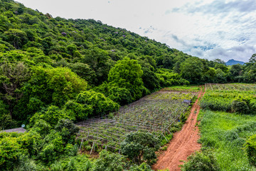 View from the height of the tropical forest, . have Cultivation area green, sky and clouds Thailand