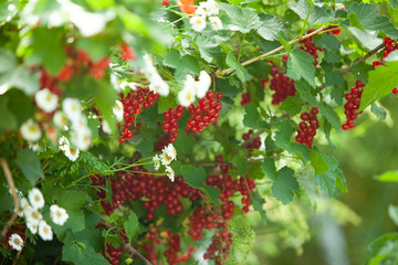 red currant berries on the background of nature bokeh