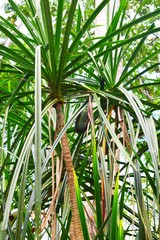 green plants in the garden