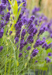  field of lavender flowers