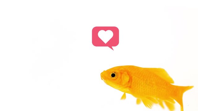 Social Media Concept with Yellow Comet Goldfish Pop Up Like Speech Bubble On White Background Footage