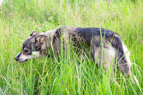 gray dog eating green grass